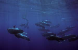 perlenfaenger.com wale delfine oceano gomera intensiv 1