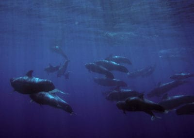 perlenfaenger.com wale delfine oceano gomera intensiv 1