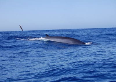 perlenfaenger.com wale delfine oceano gomera intensiv 11