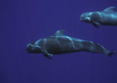 perlenfaenger.com wale delfine oceano gomera intensiv 12
