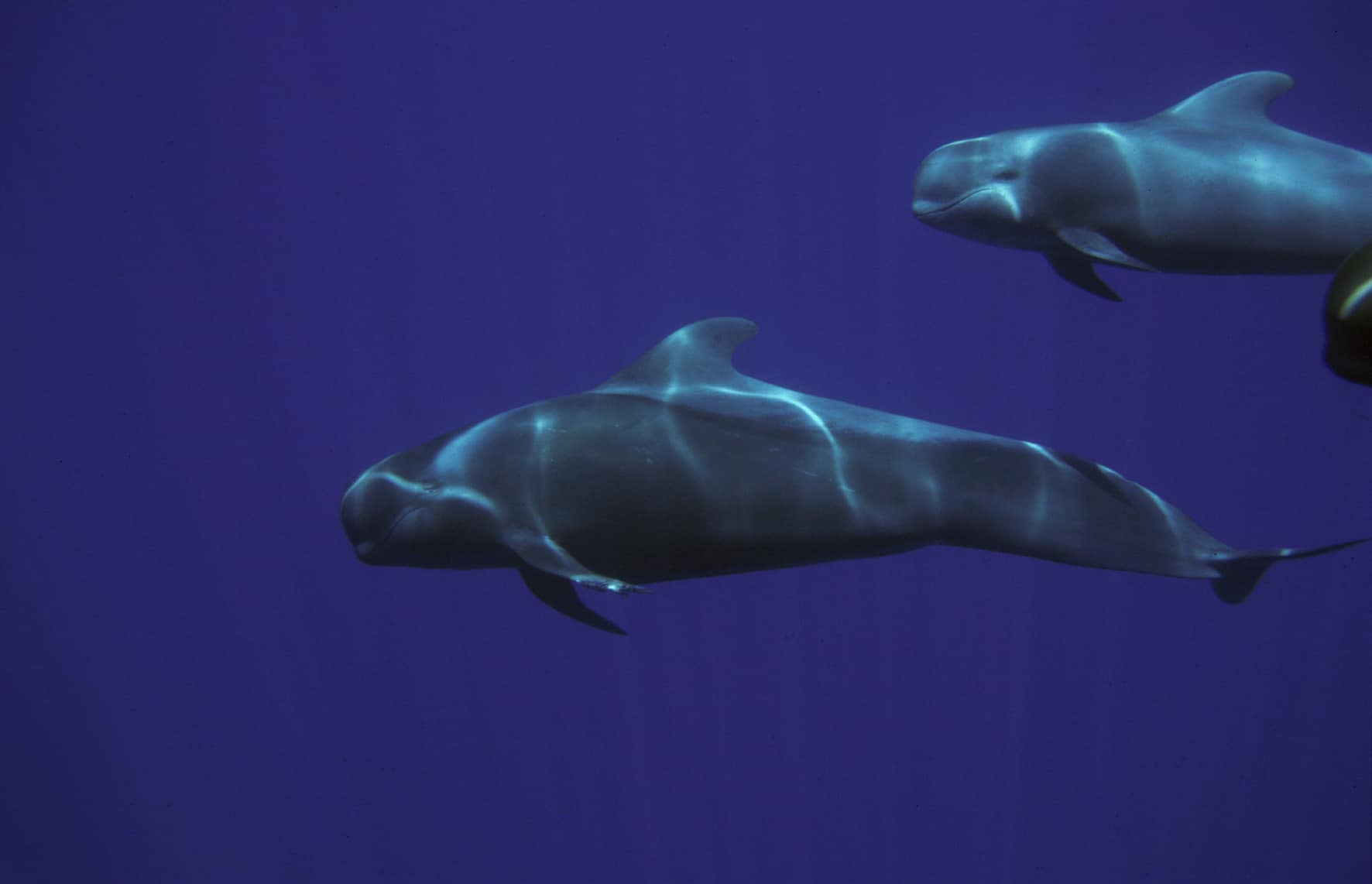 perlenfaenger.com wale delfine oceano gomera intensiv 12
