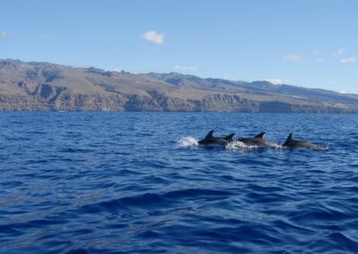 perlenfaenger.com wale delfine oceano gomera intensiv 13
