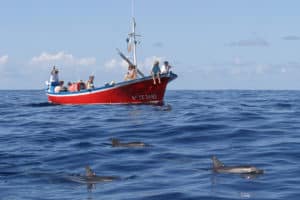 perlenfaenger.com wale delfine oceano gomera intensiv 14