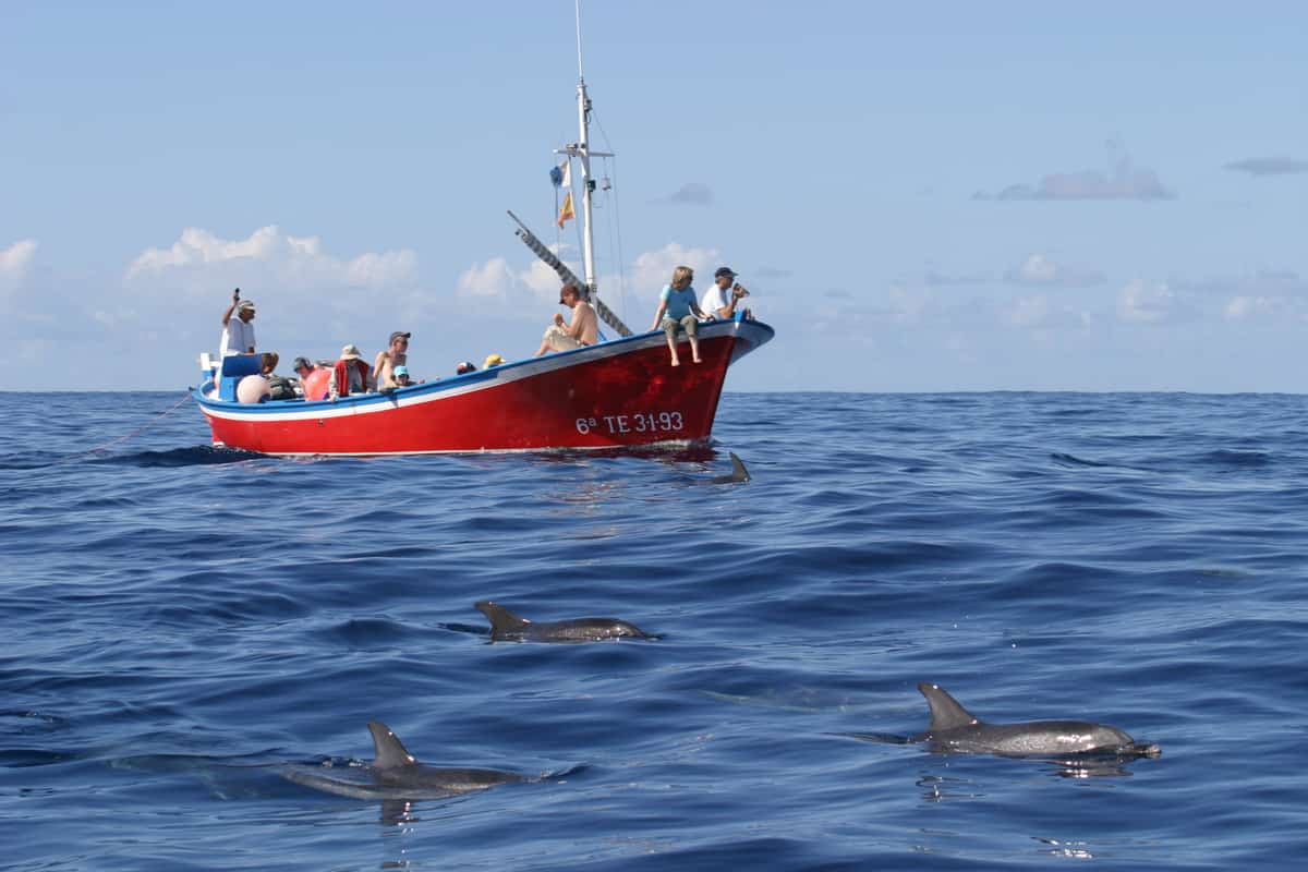 Whale Watching – eine ethische Frage?
