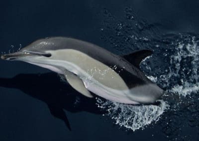perlenfaenger.com wale delfine oceano gomera intensiv 15