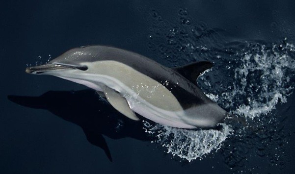 Mensch und Delfin – intelligente Lebewesen in zwei Welten