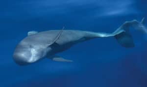 perlenfaenger.com wale delfine oceano gomera intensiv 17