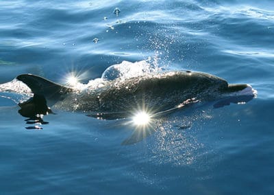 perlenfaenger.com wale delfine oceano gomera intensiv 4