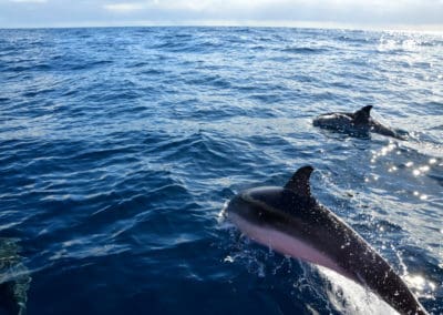 perlenfaenger.com wale delfine oceano gomera intensiv 6