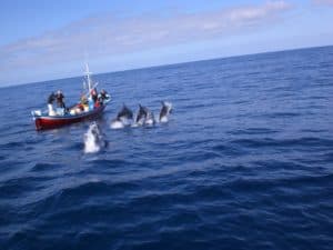perlenfaenger.com wale delfine oceano gomera intensiv 7