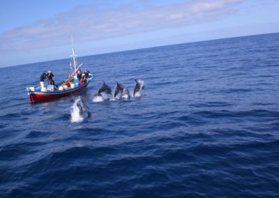 perlenfaenger.com wale delfine oceano gomera intensiv 7