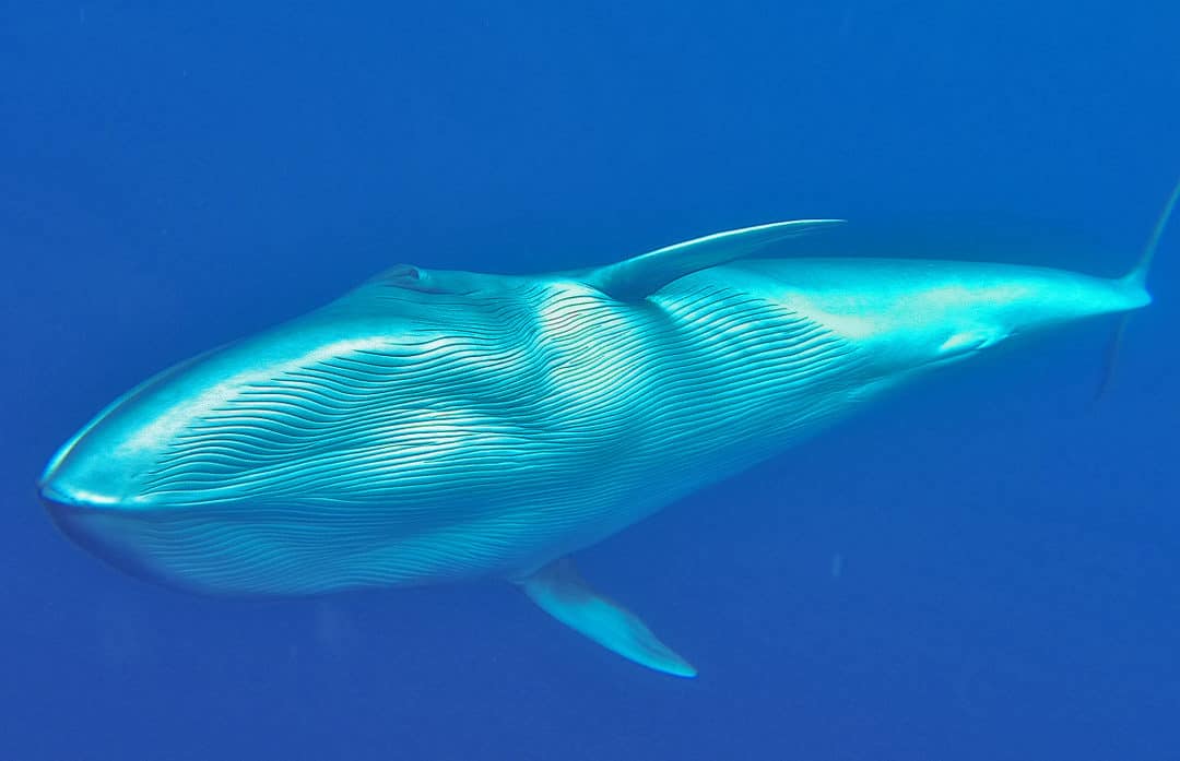 Unglaubliche Sichtungen bei unseren respektvollen Whalewatchingtouren
