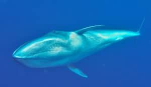 perlenfaenger.com wale delfine oceano gomera intensiv 8 titelbild