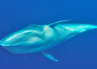 perlenfaenger.com wale delfine oceano gomera intensiv 8 titelbild
