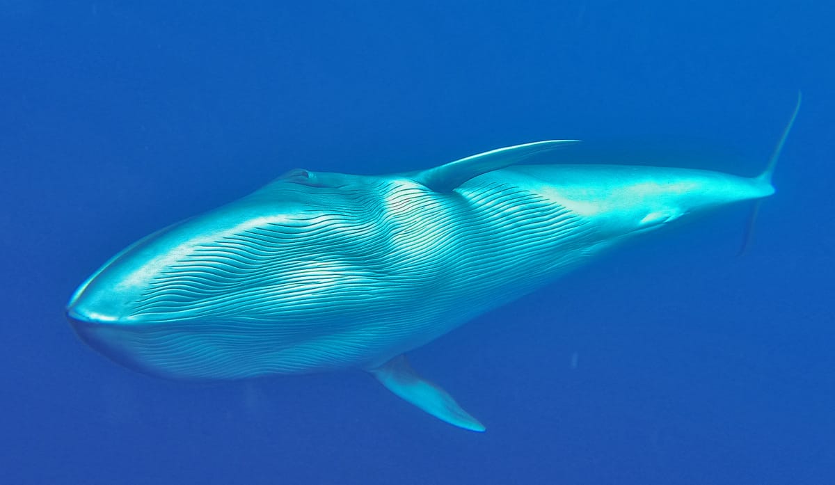 Unglaubliche Sichtungen bei unseren respektvollen Whalewatchingtouren