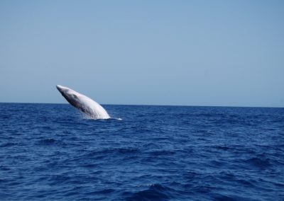 perlenfaenger.com wale delfine oceano gomera intensiv Walfoto Guide Melanie