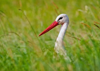 perlenfaenger.com white stork biebrza marshes Lukasz polen
