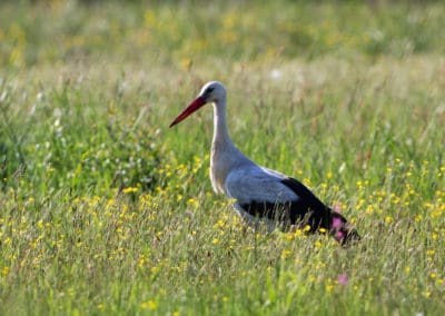 perlenfaenger.com white stork biebrza polen lionel maumary