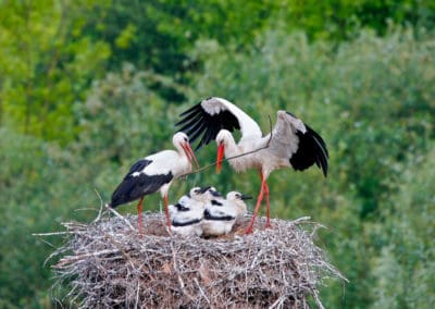perlenfaenger.com white storks biebrza marshes polen