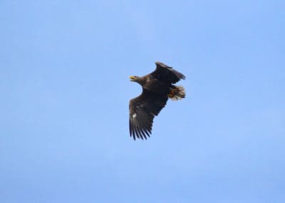 perlenfaenger.com white tailed eagle biebrza polen