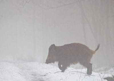 perlenfaenger.com wild boar bialowieza forest polen