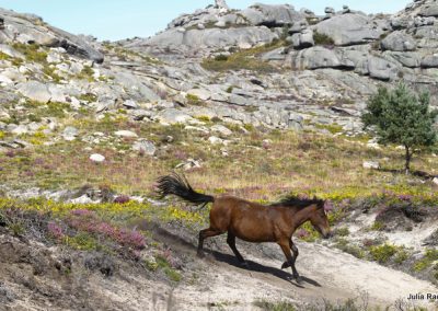 perlenfaenger.com wildpferde garranos portugal