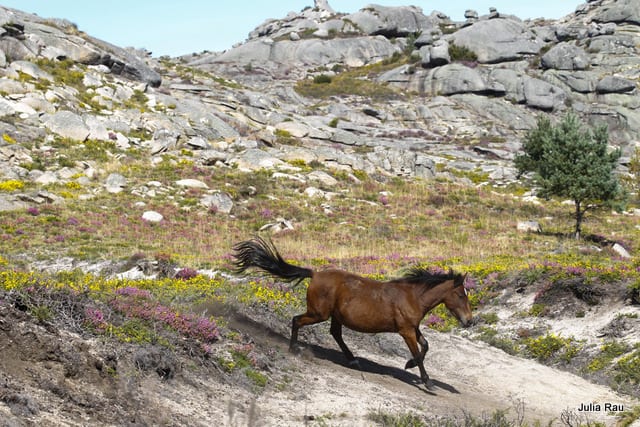 perlenfaenger.com wildpferde garranos portugal