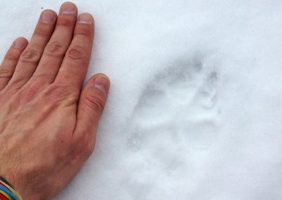 perlenfaenger.com wolf footprint bialowieza forest polen 1