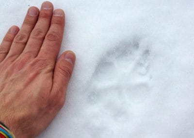 perlenfaenger.com wolf footprint bialowieza forest polen
