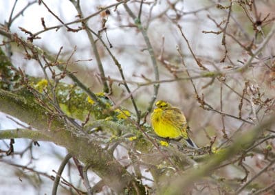 perlenfaenger.com yellowhammer biebrza marshes polen
