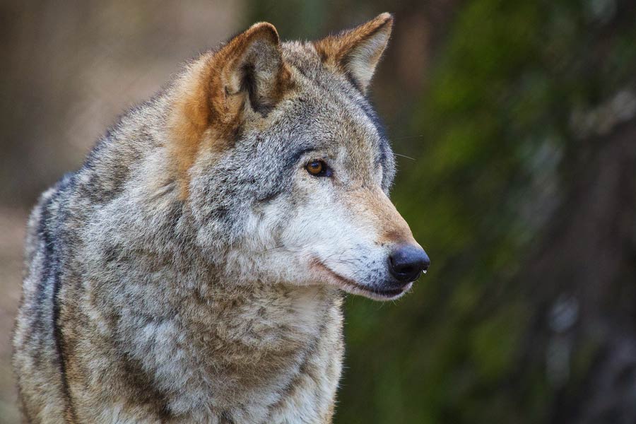 perlenfaenger.comwolf bialowieza poland