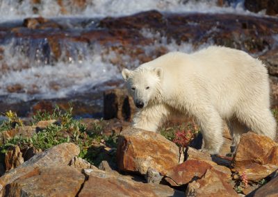 perlenfaenger Bengtsson Sabine Eisbaer Quebec