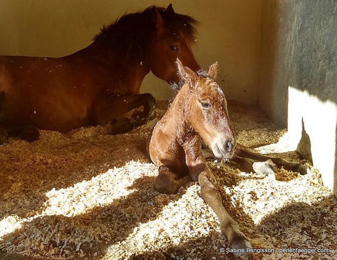 Weiteres Happy End für Lobito das Wildpferdefohlen!