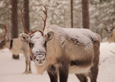 perlenfaenger Hossa national park finnland winter 19