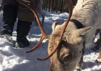 perlenfaenger Hossa national park finnland winter 25