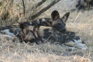 perlenfaenger Mana Pools simbabwe painted dogs