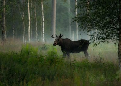 perlenfaenger Moose sweden elche Jan Nordstrom