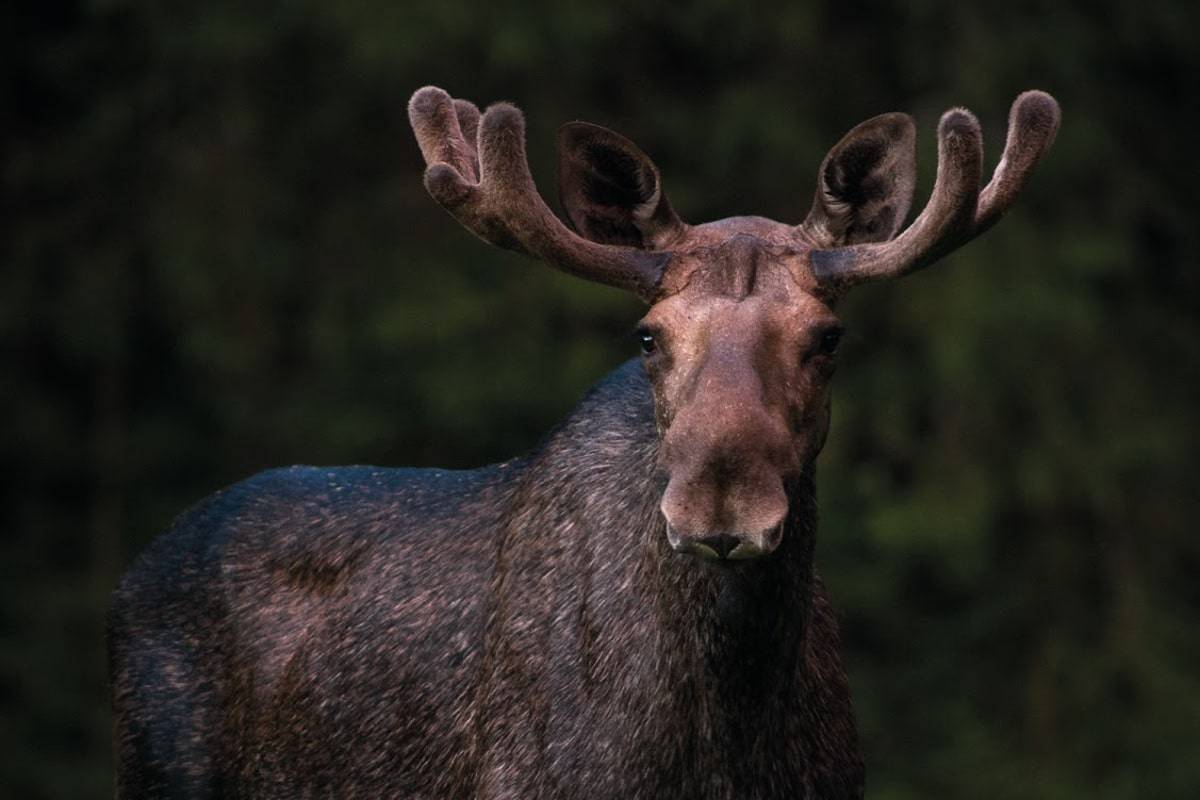 perlenfaenger Moose sweden elche Marie Mattsson moose