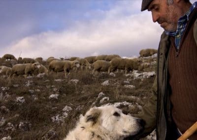 perlenfaenger Schaefer Woelfe Abruzzen italien