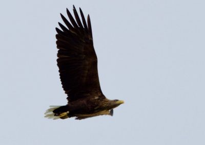 perlenfaenger Seeadler Schottland dan brown
