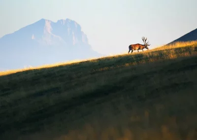 perlenfaenger Umberto italy abruzzen cervo alba terraegna
