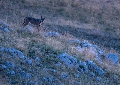 perlenfaenger Umberto italy abruzzen lupo stazzo