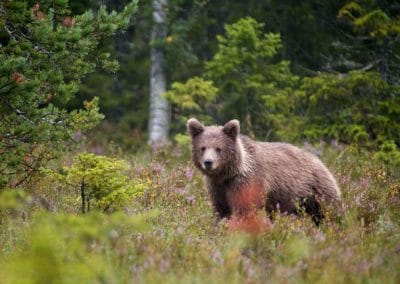 perlenfaenger Ed Brazier Bear cub sweden