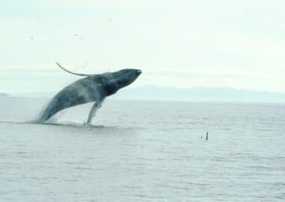 perlenfaenger alaska wildnistrip Sabine Bengtsson Buckelwal 2