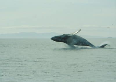 perlenfaenger alaska wildnistrip Sabine Bengtsson Buckelwal