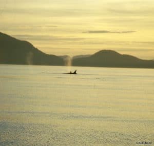 perlenfaenger alaska wildnistrip Sabine Bengtsson Orcas