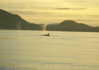 perlenfaenger alaska wildnistrip Sabine Bengtsson Orcas