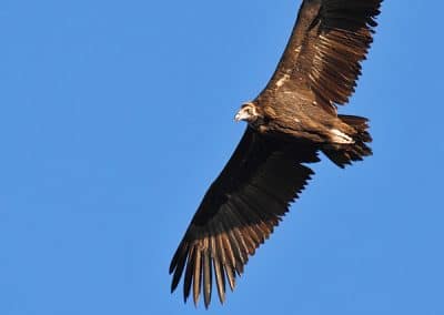 perlenfaenger andalusien geier puertobajo