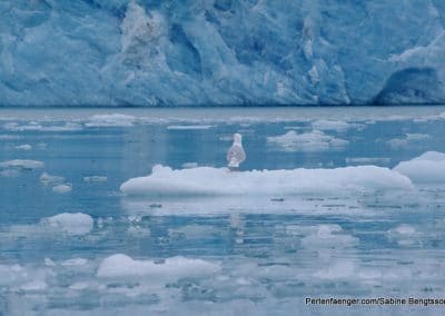 perlenfaenger arktis hurtigruten expedition 7