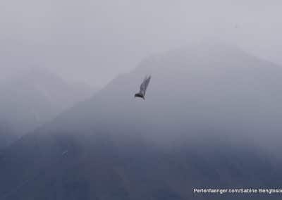 perlenfaenger arktis hurtigruten naturreise 12